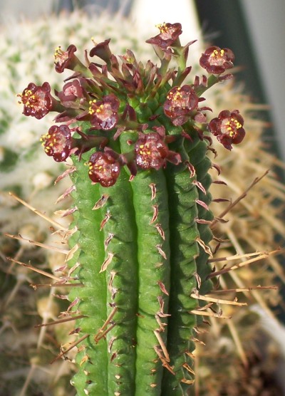 euphorbia1.jpg (400×556)