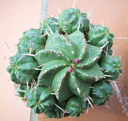 cactus pianta grassa Scilla violacea 12 cm