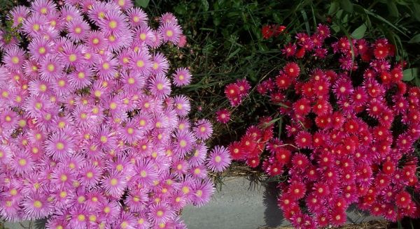 Featured image of post Pianta Grassa Con Piccoli Fiori Gialli Una piccola pianta grassa facile da coltivare e dai colori sgargianti