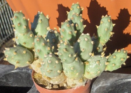 [http://www.succulente.info/cactus/opuntie/cumulo4.jpg]