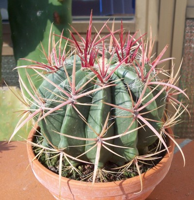 [http://www.succulente.info/cactus/vari/fero1.jpg]