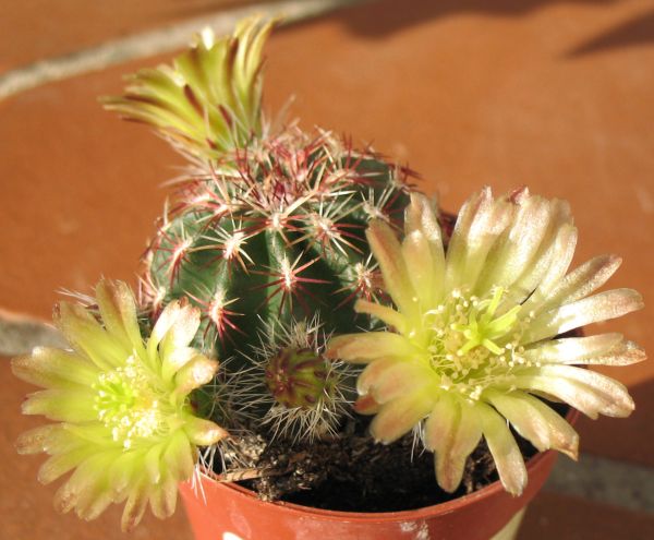 Cactus artificiale regina della notte DOMENICA, fiore, rosa, 50cm
