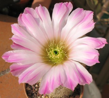 Cactus artificiale regina della notte DOMENICA, fiore, rosa, 50cm