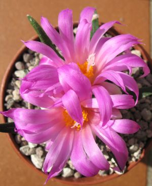 Federa Cuscino Quadrata Nacnic 45x45 Cm - Fiore Di Cactus Rosa Su Cotone E Lino Con Zip